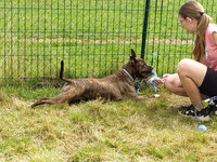 Sorties sur parcours des Chiens